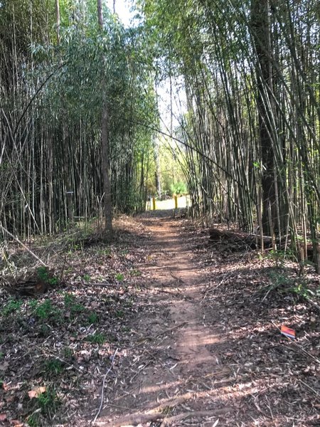 Bamboo tunnel at the intersection of trails