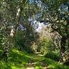 The beautiful thin woods along the northern end of Brush Trail, on a sunny spring day.