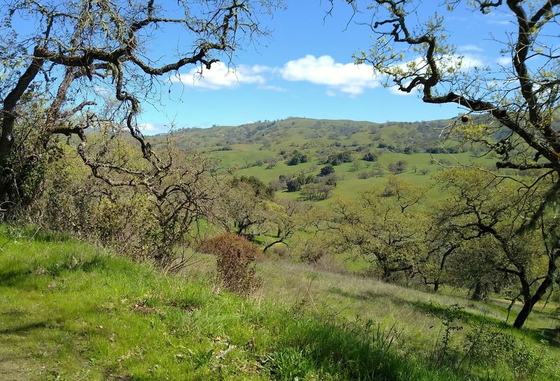 The spring green hills of the Diablo Range are seen across the San Felipe Creek Valley, through a break in the trees along Brush Trail.