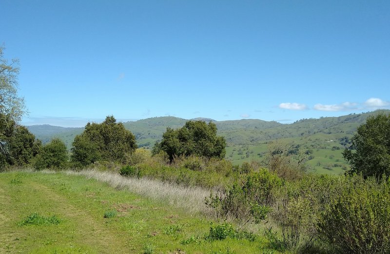 The far reaching extent of the Diablo Range hills can be appreciated from high on Brush Trail, looking north, past the brush.