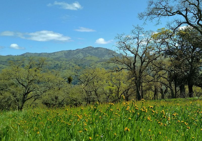 Mount Hamilton, 4,265 ft., with Lick Observatory on its summit, is seen to the northeast, from a field of spring wildflowers along Brush Trail.