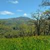 Mount Hamilton, 4,265 ft., with Lick Observatory on its summit, is seen to the northeast, from a field of spring wildflowers along Brush Trail.