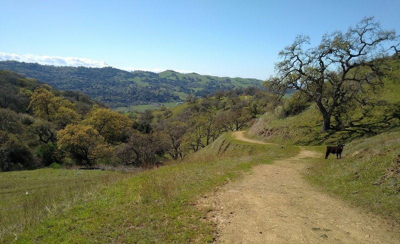 Sharing the trail with cows while winding through the Diablo Range hills on Yerba Buena Trail.