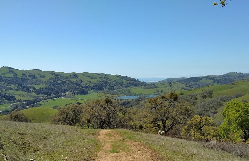 The San Francisco Bay is seen to the northwest in the far distance (center right) from high on Yerba Buena Trail as it travels through the spring green hills of Joseph D. Grant County Park. Grant Lake is straight ahead below the trail.