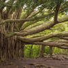 Banyan Tree Haleakala National Park, Maui, Hawaii