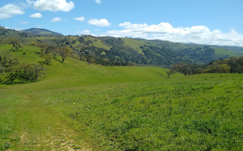 The spring green hills deep in the Joseph D. Grant County Park backcountry near the Canada de Pala Trail start. The trail is faint here as it goes through the grass meadows.