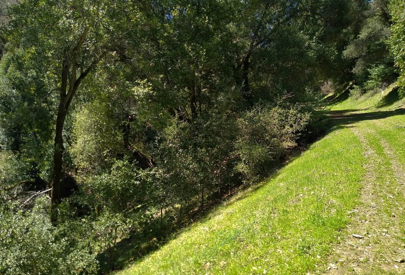 A creek flows in the wooded valley below Canada de Pala Trail.