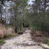 Soft trail leading to second section of woods.