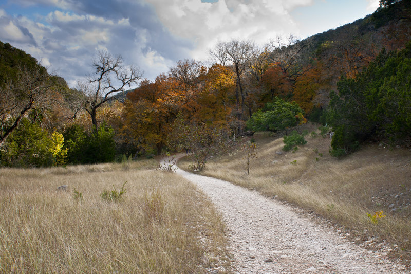 Path Through The Maples