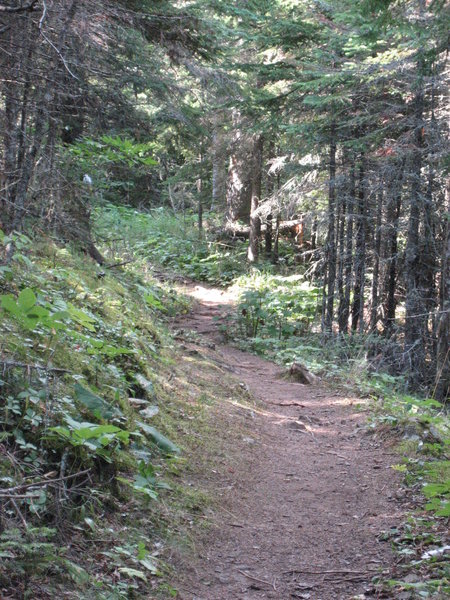 On the trail to Lookout Louise, Isle Royale National Park, Rock Harbor, Michigan.