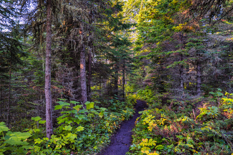 Winding through the woods