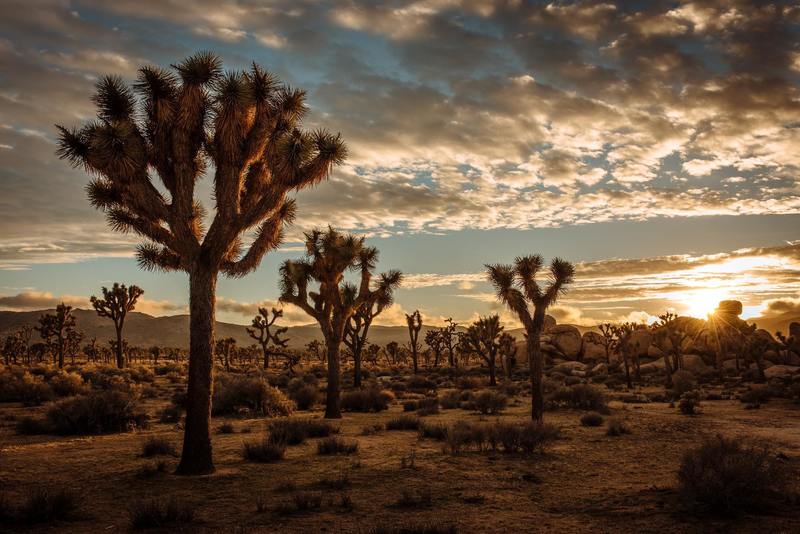 Sunset at Joshua Tree National Park.