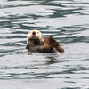 Sea Otter, Kenai Fjords National Park