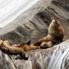 Sea Lions, Kenai Fjords National Park