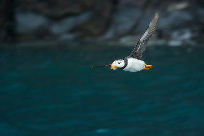 Puffin in Flight