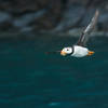 Puffin in Flight