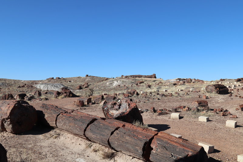 Through the Giant Logs Trail