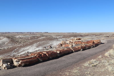 Line of petrified log across Crystal Forest trail