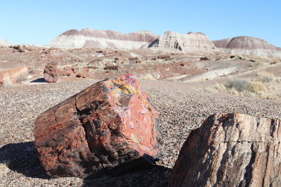 Sunlight reflects the petrified colorful logs