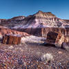 Jasper Forest- Petrified Forest National Park