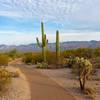 Saguaro National Park, United States