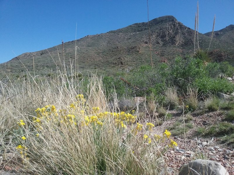 Physeria and Franklin Mountains