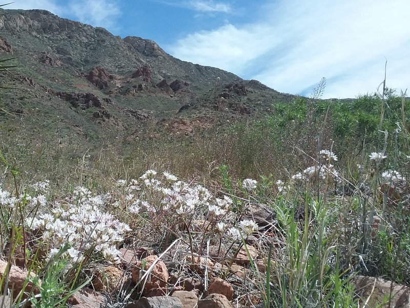 Alliums and  view of  Mundy's gap trail