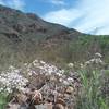 Alliums and  view of  Mundy's gap trail