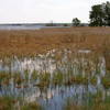 Sky Reflected in Marsh