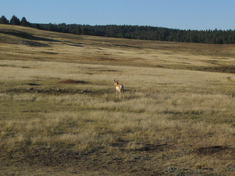 Pronghorn and Prairie Dogs, Wind Cave National Park, South Dakota