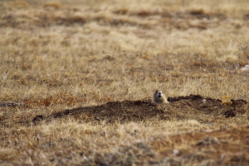 Concerned Prarie Dog at Wind Cave NP