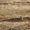 Concerned Prarie Dog at Wind Cave NP