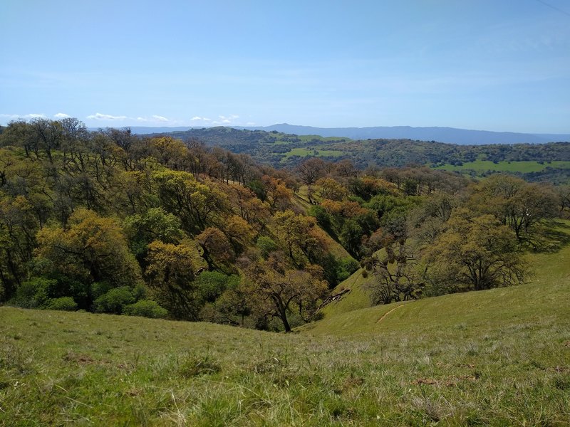 One of several small creeks, starts from the heights along Bonhoff Trail, and flows down its wooded valley (left). The blue Santa Cruz Mountains in the distance, are seen from high on Bonhoff Trail