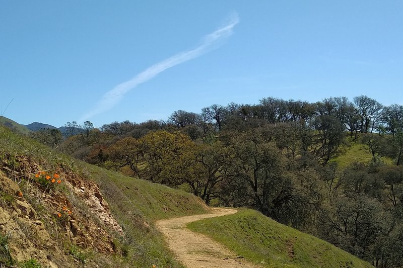 Bonhoff Trail winds through the grass and thin woods, high in the Diablo Range of Joseph D. Grant County Park.