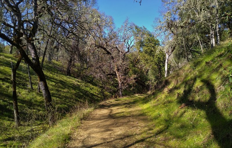 Grassy, thin, sunlit woods with a small creek to the left of Foothill Trail, on a pretty spring day.