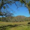 Emerging from the woods, Mt. Hamilton, 4,265 ft., with Lick Observatory on its summit, come into view high on Foothill Trail.