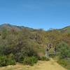 Great views to the northeast descending Manzanita Trail - Mt. Hamilton, 4,265 ft. (left), and surrounding green hills and countryside on a gorgeous spring day.