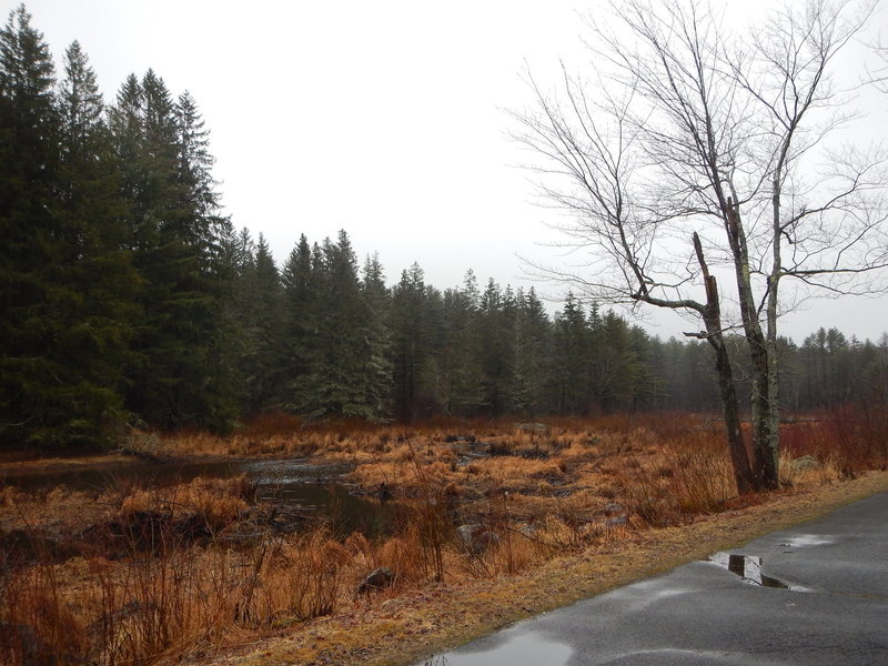 Misty marsh.