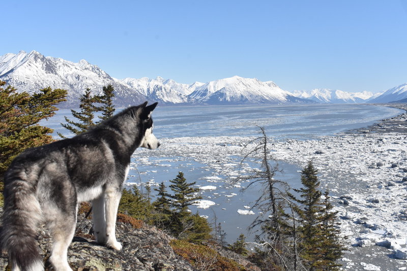 Yukon and the Turnagain Arm from Gull Rock (Hope, AK)