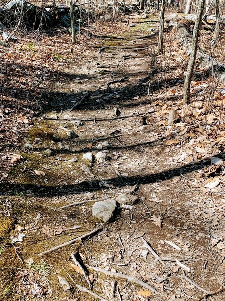 Trail with lots of roots