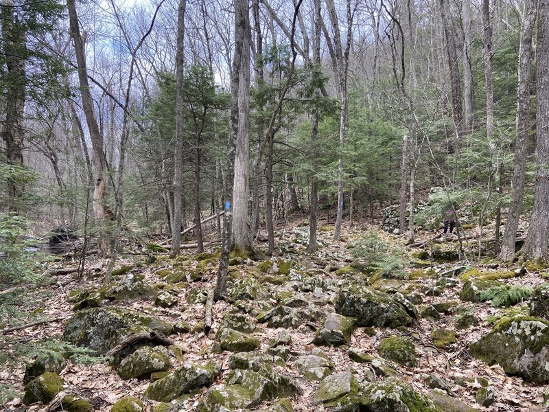 Blue Trail along Hop Brook