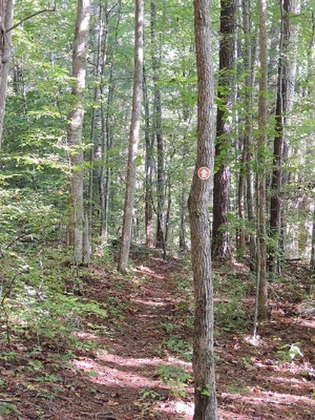 Looking down the trail.