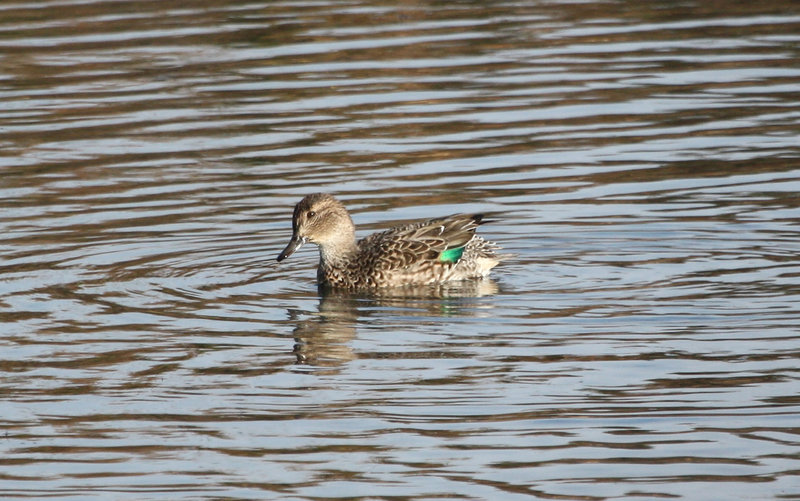 Green-winged Teal (Anas carolinensis)