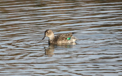 Green-winged Teal (Anas carolinensis)