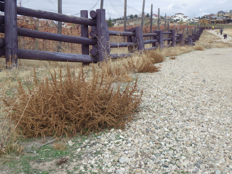 Amaranthus albus