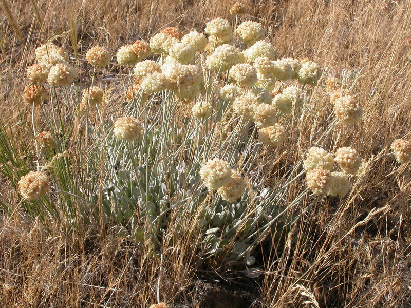 Eriogonum ovalifolium