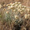 Eriogonum ovalifolium