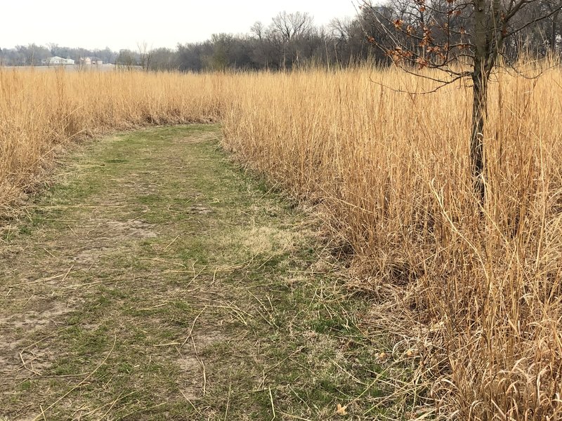 the bluestem prairiegrass lines the edges of your hike