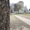 Lacebark Elm along the perimeter path of the park.