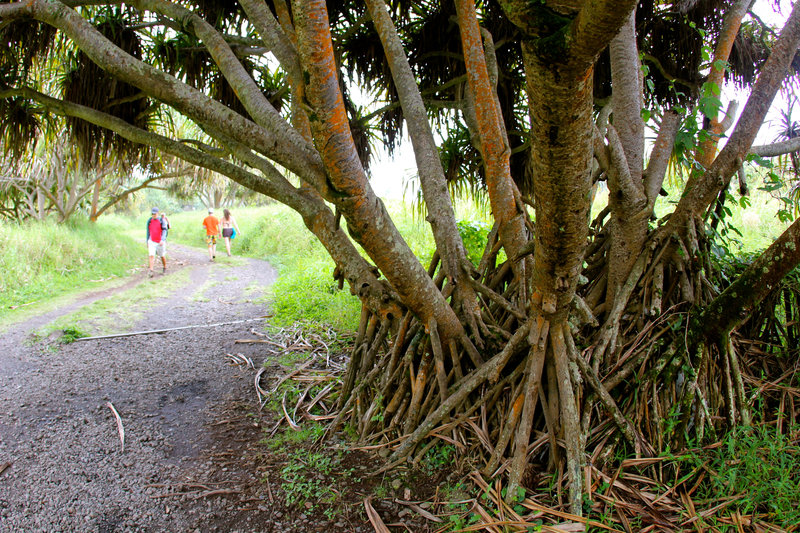 Passing Hala trees